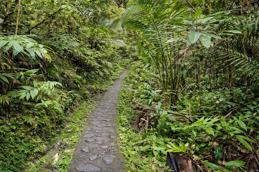 El Yunque National Rainforest in Puerto Rico