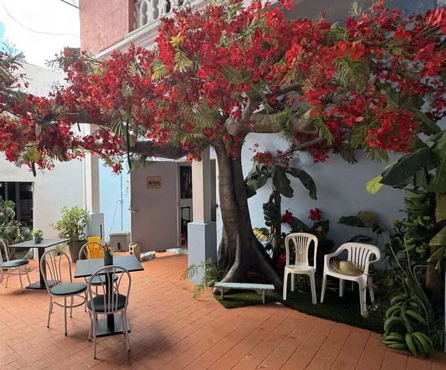 Bad Bunny's iconic Flamboyán tree, an exclusive Paradise Seekers stop in Naguabo