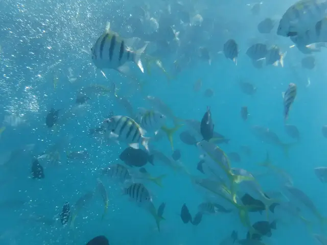 Dense school of tropical fish swimming in clear Caribbean water at Cayo Icacos reef