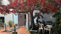 Bad Bunny's iconic Flamboyán tree, exclusive to Paradise Seekers